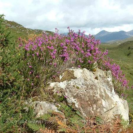 Lägenhet Errismore House Clifden