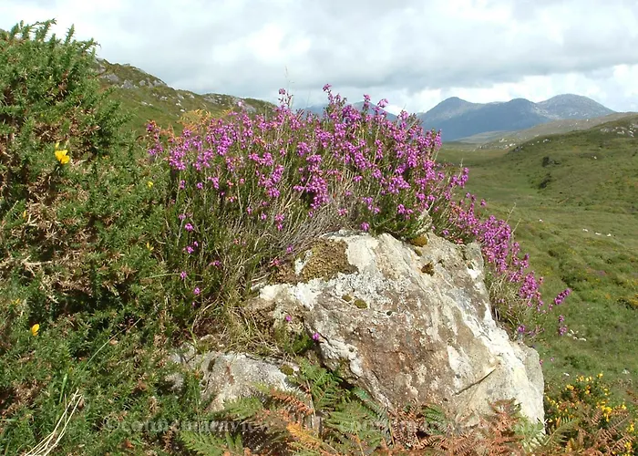 Daire Errismore House Clifden